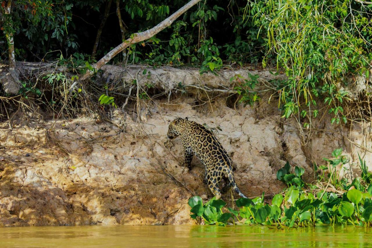 Santa Rosa Pantanal Hotel Porto Jofre Kültér fotó