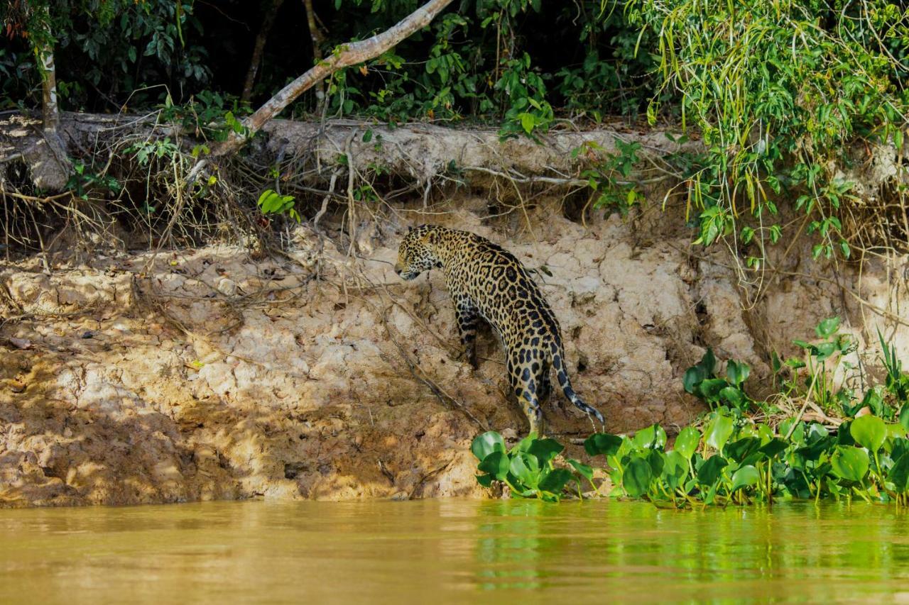 Santa Rosa Pantanal Hotel Porto Jofre Kültér fotó