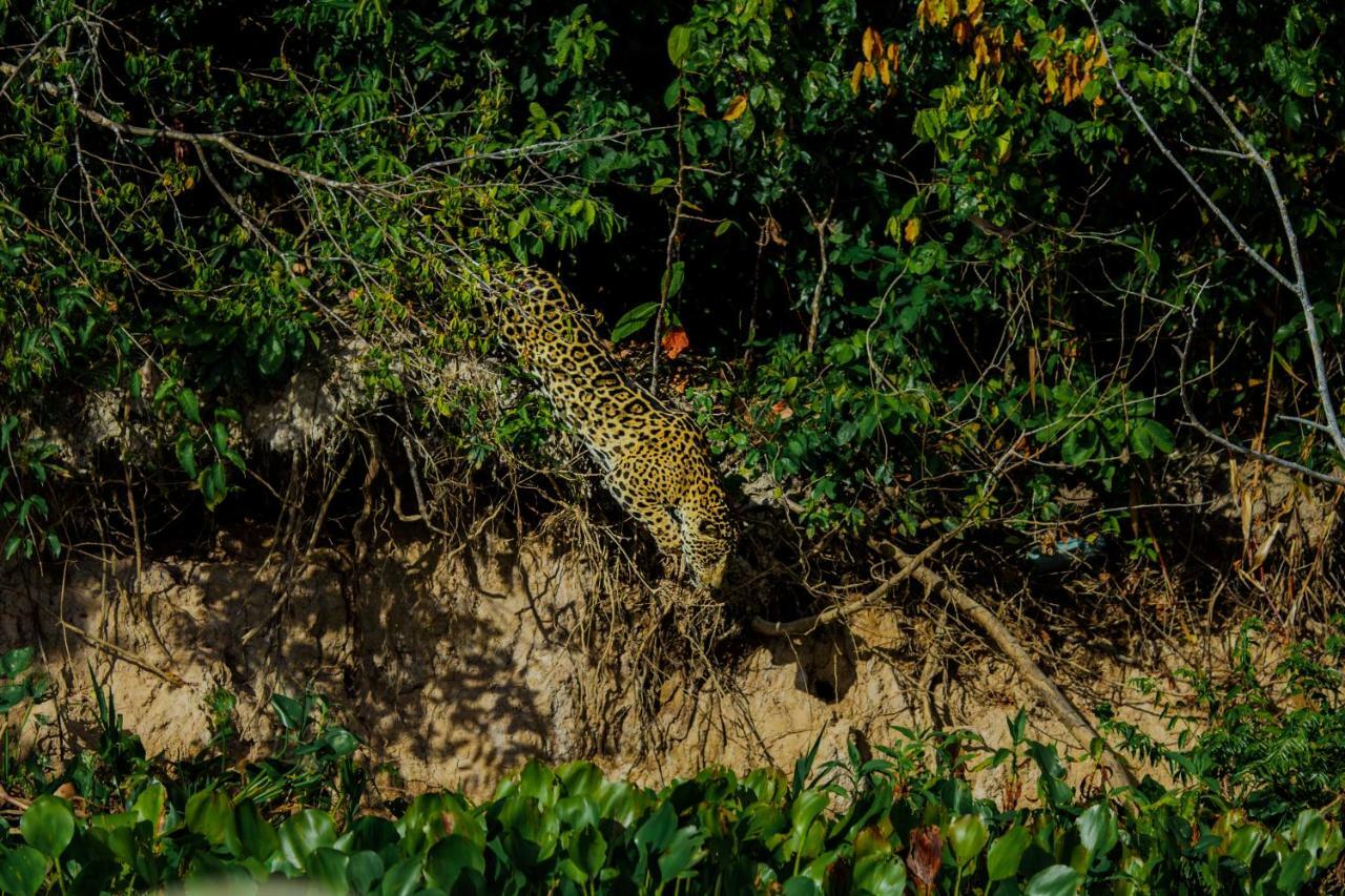 Santa Rosa Pantanal Hotel Porto Jofre Kültér fotó